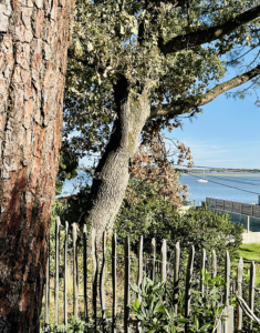Villa Cap-Ferret Avec Vue Sur Le Bassin